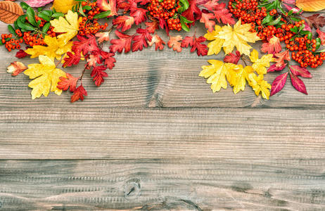 秋天 坠落 浆果 季节 九月 边境 紫色 树叶 颜色 框架