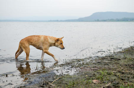 狗在水上散步。