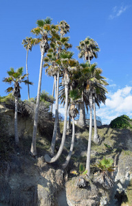 平台 海岸 岩石 加利福尼亚 棕榈 海斯勒 沿海 俯瞰 太平洋