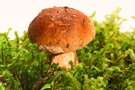 苔藓 特写镜头 生长 成长 教育 蘑菇 自然 食物 美食家