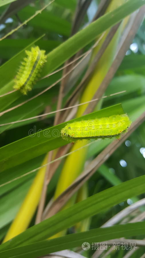 叶子上的绿色蠕虫