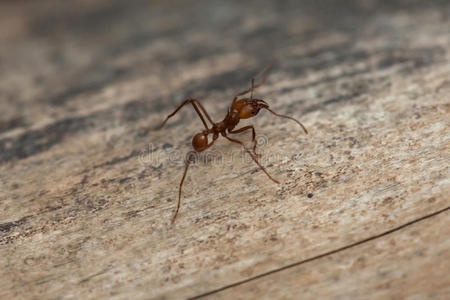 阿根廷蚂蚁图片