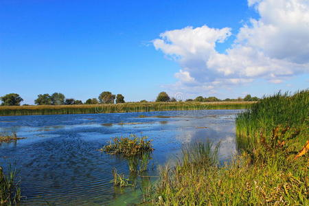 地平线 沼泽地 第聂伯 和平 季节 美女 淡水 生态学 公园