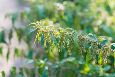 植物区系 疼痛 医疗保健 植物学 灌木 医学 甜菜 树叶