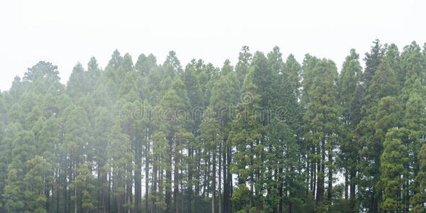 雾黑森林背景，单色