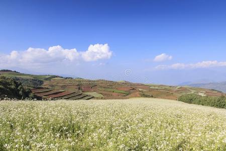 东川红色土地全景，中国云南省的地标之一