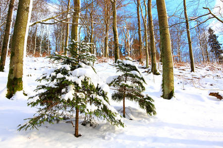 两棵雪杉的圣诞背景。