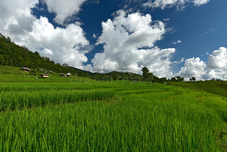 乡村 农场 大米 外部 亚洲 日本 农事 萨帕 曲线 成长