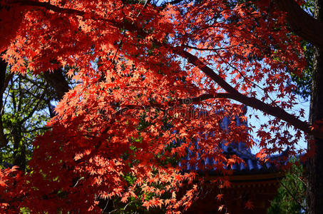 秋叶的颜色，日本。