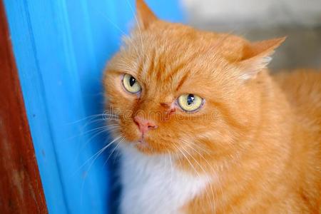 宠物 动物 生姜 小猫 肖像 头发 美丽的 夏天 灌木 斑猫