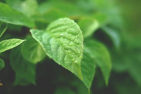 植物 纯洁 自然 生长 离开 春天 液滴 特写镜头 环境