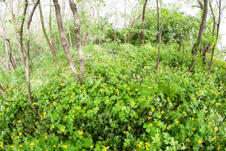 森林中的雪兰碱Chelidonamajus植物和花卉