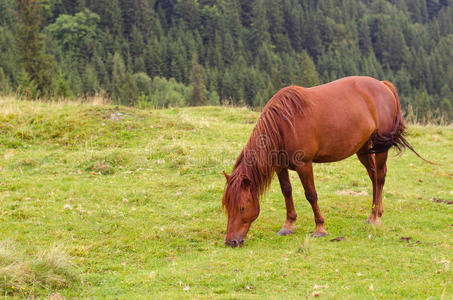 棕色的马在山上的草地上吃草。