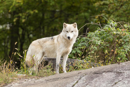 森林中的北极狼照片
