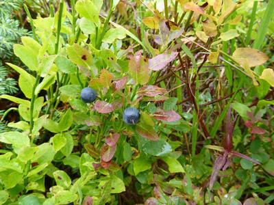 秋天的蓝莓灌木