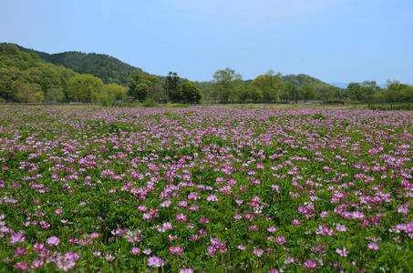 粉红色三叶草花卉领域，日本京都