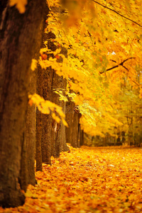 秋天十月五彩缤纷的公园。 树叶树小巷