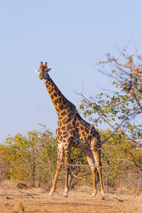 南非长颈鹿，克鲁格国家公园。 非洲