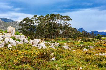 开花 阿斯图里亚斯 自然 春天 小山 风景 天空 季节 旅行