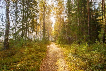 落下 公园 白俄罗斯 俄罗斯 生长 自然 季节 阳光 通路