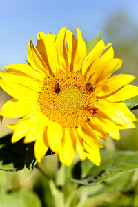 食物 收获 花粉 一年生植物 向日葵 农事 昆虫 种子 蜜蜂