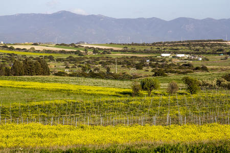 栽培 全景图 地平线 环境 植物 小山 自然 领域 农业