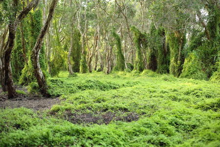 绿色湿地森林照片
