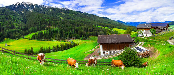 绿色茂盛的草地牛的牧场，高山风景。 白云石莫