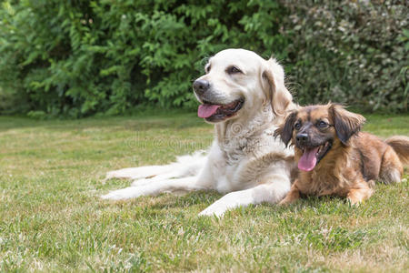 草坪上的金色猎犬和杂交狗
