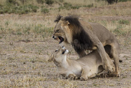 交配狮子图片
