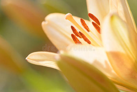 开花 盛开 美丽的 自然 颜色 百合 庆祝 花园 植物区系