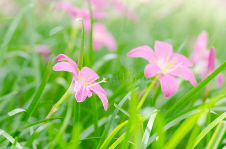 雨百合花