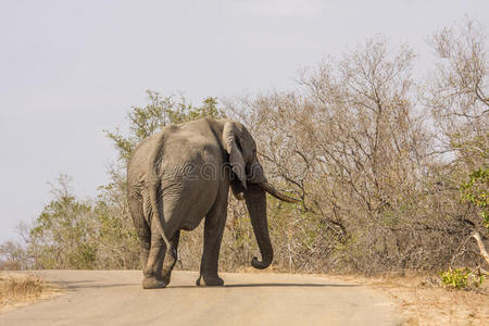 非洲丛林大象走在路上，在克鲁格公园，南非