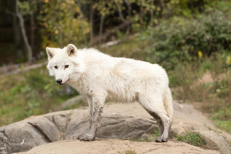 一只北极狼在它的自然环境中