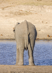 非洲灌木大象在河岸，克鲁格公园，南非