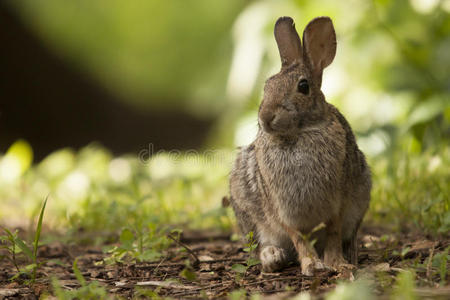 森林啮齿动物图片