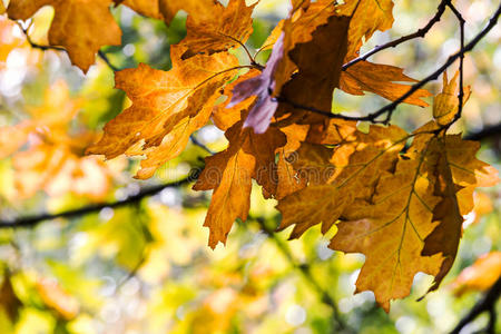 秋天枫树枝在森林中的金色叶子