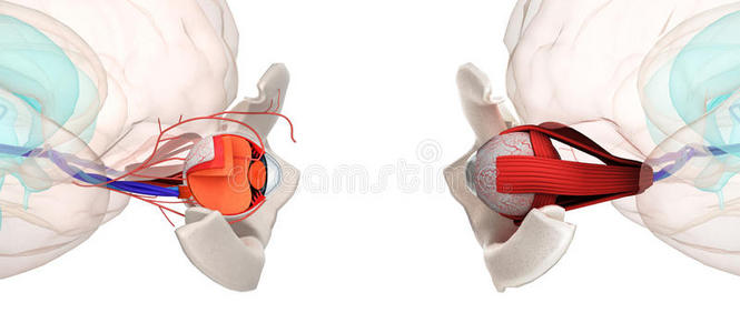 眼睛解剖和结构，肌肉，神经和血管