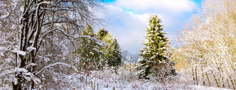 圣诞背景与雪冷杉树。