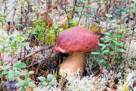 森林 蘑菇 植物 季节 秋天 西伯利亚 自然 苔藓 食物