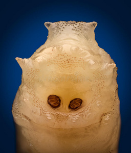 极端放大-苍蝇幼虫底部照片