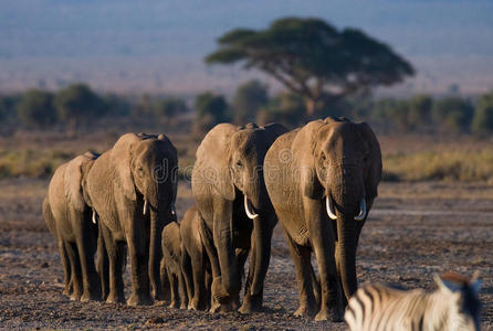 一群大象在草原上行走。 非洲。 肯尼亚。 坦桑尼亚。 塞伦盖蒂。 马赛马拉。