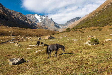 秋天 自然 公园 范围 太阳 阿尔卑斯山 池塘 小山 徒步旅行