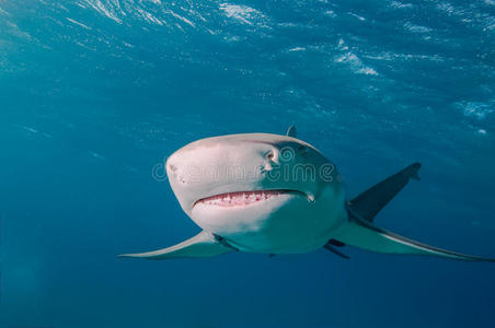 鲨鱼鼻子的特写镜头照片