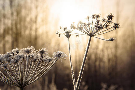 美丽的 早晨 冷冰冰的 晶体 季节 自然 冻结 颜色 白霜