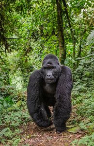 大猩猩 做鬼脸 情绪 插图 遗产 非洲 动物群 权威 森林
