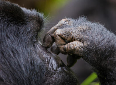 大猩猩 刚果 动物 情感 森林 伟大的 类人猿 福西 宝贝