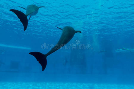 海豚在水下水族馆展示尾巴