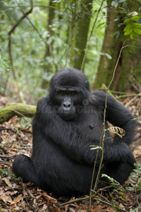 布温迪 情绪 森林 刚果 非洲 动物 杰出的 实习生 伟大的