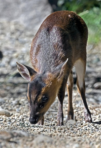 动物学 环境 种类 生态学 鹿角 动物群 运行 喇叭 人口